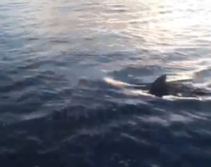 Tiburón cerca de la orilla en Palmar de Ocoa enciende alerta